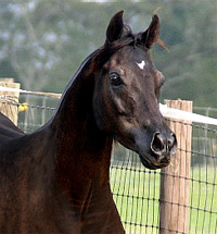 Angelic Noir Black Mare