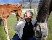 Arabians Ltd. Open House