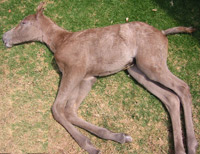 Lavender Foal